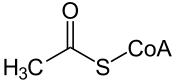 acetyl-CoA