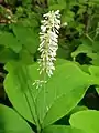 Achlys japonica flowers