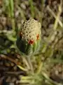 Flower, top view