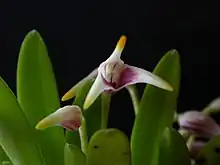 Masdevallia (Masdevallia) sect. Minutae:Masdevallia wendlandiana