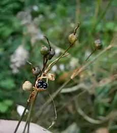 Fruit and seed