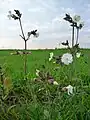 Silene latifolia in an open area that has a lot of exposure to sunlight