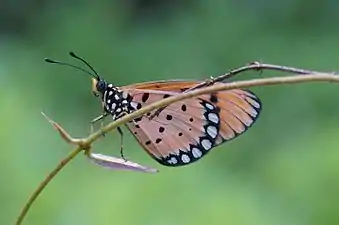 Ventral view