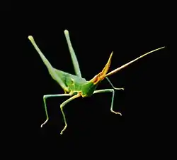 Acrida ungarica on a black background