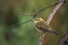 Sedge warblerAcrocephalus schoenobaenus