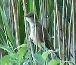 Eurasian reed warblerAcrocephalus scirpaceus