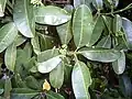 Flower buds and leaves