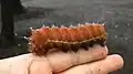 Larva (color of the body just before the pupal stage)