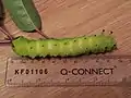 Fully grown fifth instar larva