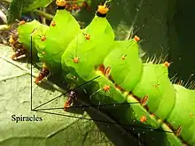 Image 7Indian moon moth (Actias selene) with some of the spiracles identified (from Respiratory system of insects)