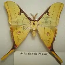 Actias sinesis male