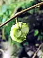 Fruit gall on Actinidia polygama