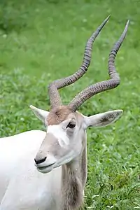 Addax