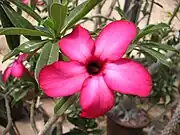 Adenium multiflorum x obesum "Mad 29"(Apocynaceae)