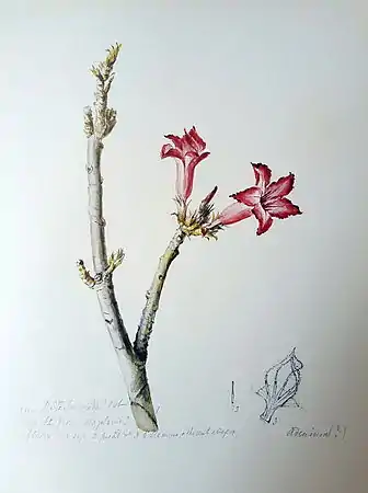 Adenium obesum