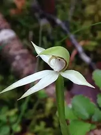 A side view, showing the green "hood."