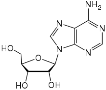 adenosine