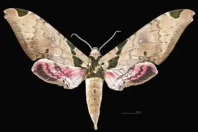 Female dorsal