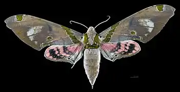 Female dorsal