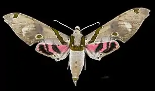 Male dorsal