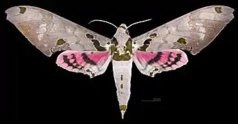 male, dorsal side