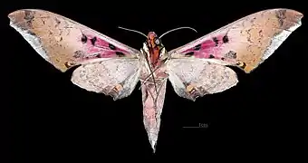 male, ventral side