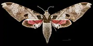 Female dorsal