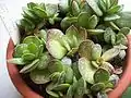 Adromischus caryophyllaceus