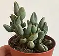 Adromischus marianiae 'Aveolatus'