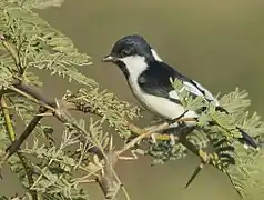 White-naped tit foraging on Prosopis juliflora at Kutch