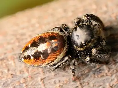 Female dorsal