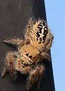 Adult female dorsal view