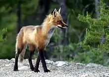 Adult fox