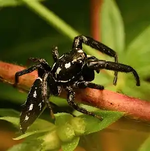 Adult male dorsal