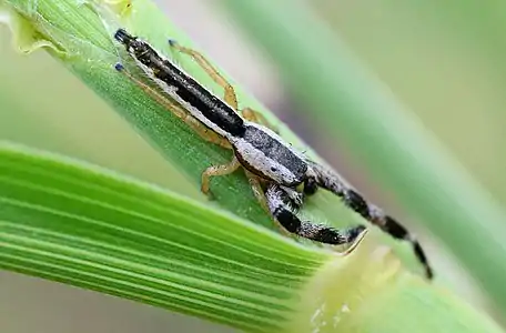 Adult male dorsal