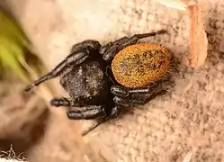 Adult male dorsal view