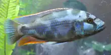 Male Livingston's cichlid (Nimbochromis livingstoni)