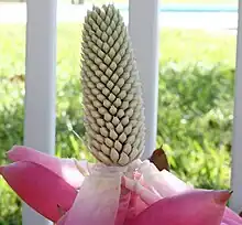 Male flower of "Aechmea mariae-reginae"