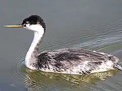 Swimming