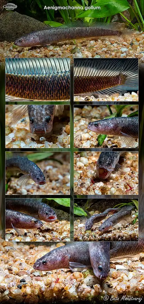 Aenigmachanna gollum (Gollum snakehead)