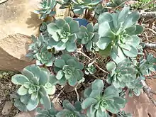 Aeonium haworthii