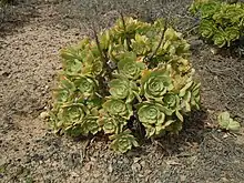 Aeonium lancerottense