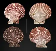Aequipecten opercularis