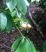 Maturing fruits