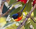 An adult male green-tailed sunbird