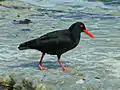 African oystercatcher