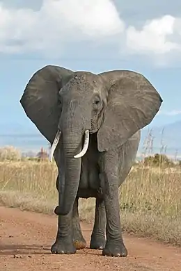 Image 4African bush elephantPhotograph: Muhammad Mahdi KarimA female African bush elephant (Loxodonta africana) in Mikumi National Park, Tanzania. These herbivorous mammals are the largest land animals on Earth;  males average 3.3 metres (11 ft) tall at the shoulders and 5.5 tonnes (12,000 lb) in weight, whereas females average 2.8 metres (9.2 ft) in height and 3.7 tonnes (8,200 lb) in weight. Owing to their great size, adult African bush elephants have no natural predators except for humans. Calves, however, are preyed on by lions and crocodiles.More selected pictures