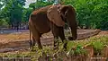 Elephant at Kano zoo