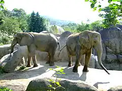 African elephants Chien Hui and Mei Tai