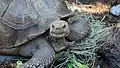 African spurred tortoise